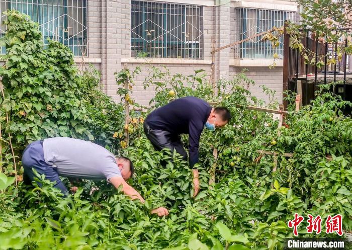 烏魯木齊市沙依巴克區(qū)克西路社區(qū)，居民整理花園里種植的蔬菜?！＄娦?攝