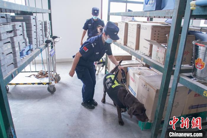 圖為黃曉莉和唐琥犀帶著警犬在南寧東站行包房對快遞箱包進(jìn)行“二次安檢”。　陳冠言 攝