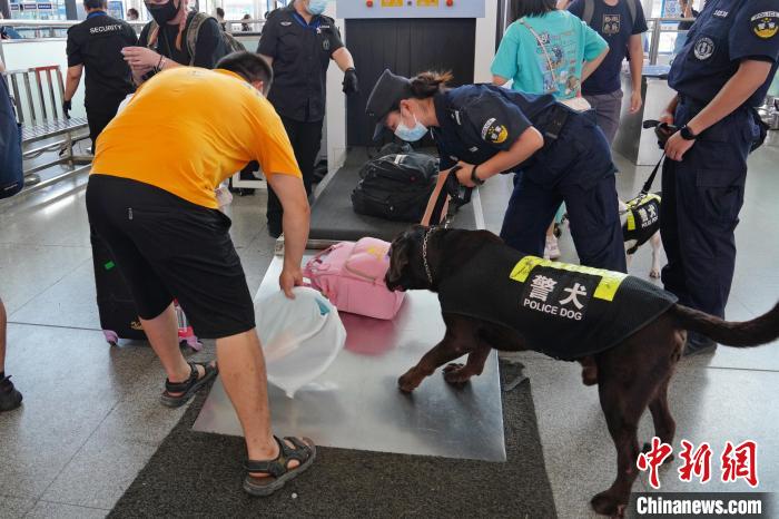 圖為黃曉莉帶搜爆犬“浩克”在南寧東站安檢口檢查行李。　甘賢 攝