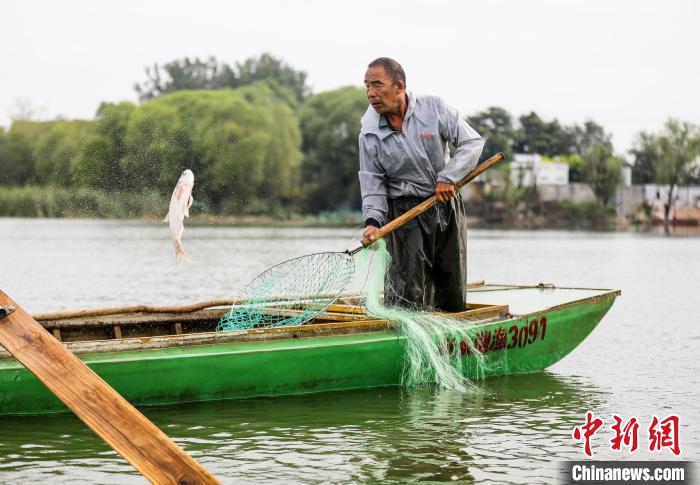 一條大魚被漁民用抄網(wǎng)撈起。　陳康 攝