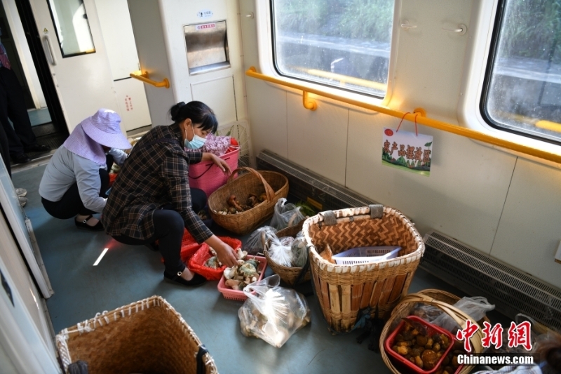 圖為8月9日，登車后，陳興菊和同鄉(xiāng)便馬不停蹄地將野生菌分裝到小籃子里。 <a target='_blank' href='/'>中新社</a>記者 劉冉陽 攝