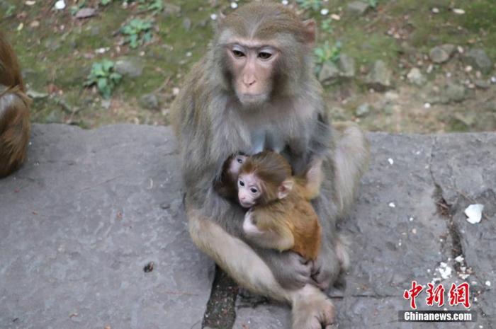 資料圖：貴陽黔靈山公園內(nèi)的獼猴。圖/成虹飛