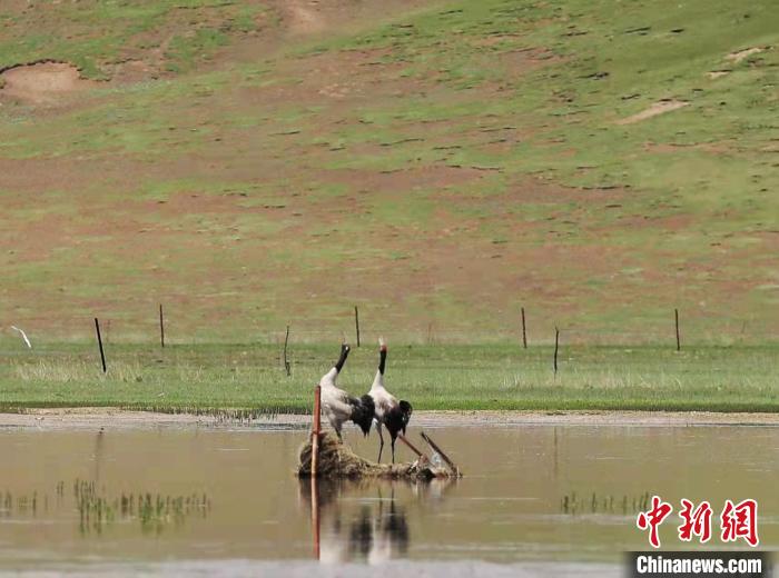 圖為“高原仙子”黑頸鶴。　澤庫(kù)縣委宣傳部 供圖
