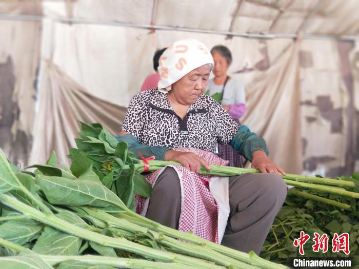 工人在種植基地將采摘的向日葵捆把?！≮w國華 攝
