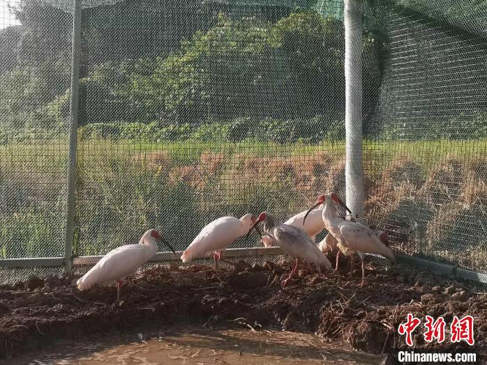 “鳥(niǎo)中國(guó)寶”朱鹮再入湖南