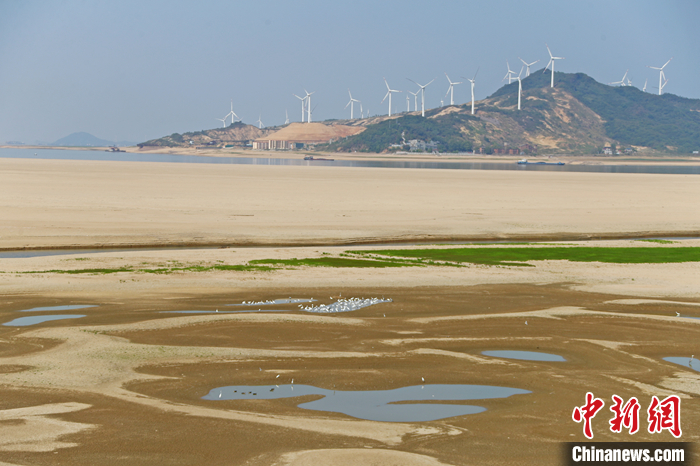 圖為9月6日，江西省鄱陽湖湖區(qū)，白鷺等鳥類在淺灘中棲息覓食。 <a target='_blank' href='/'>中新社</a>記者 劉占昆 攝