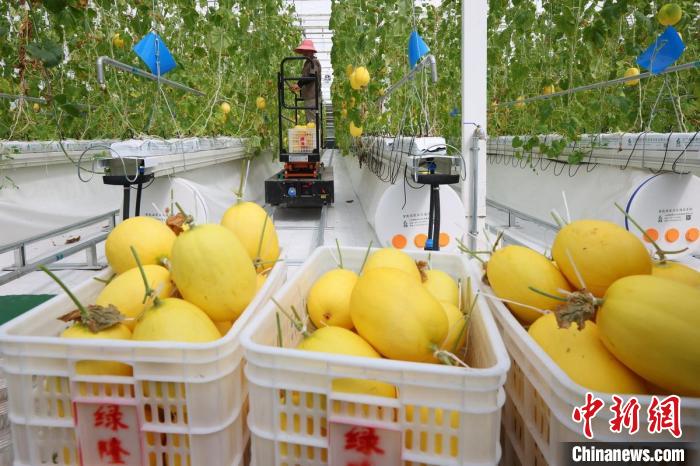 溫室內(nèi)，黃瓜、甜瓜、西紅柿等水果蔬菜成熟，工人們忙著將采摘下來(lái)的瓜果蔬菜裝箱發(fā)走。　泱波 攝