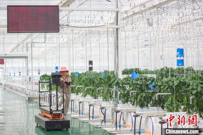 智慧化水果大棚增產(chǎn)增收?！°蟛?攝