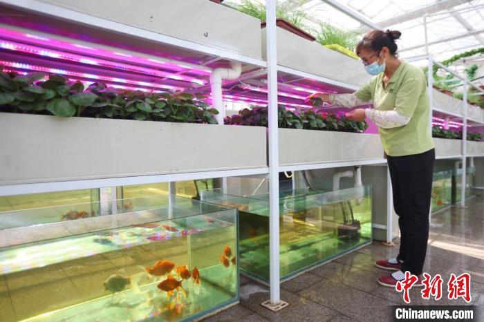 魚菜共生是一種新型的復(fù)合耕作體系，實(shí)現(xiàn)養(yǎng)魚不換水而無(wú)水質(zhì)憂患，種菜不施肥而正常生長(zhǎng)的生態(tài)共生效應(yīng)?！°蟛?攝