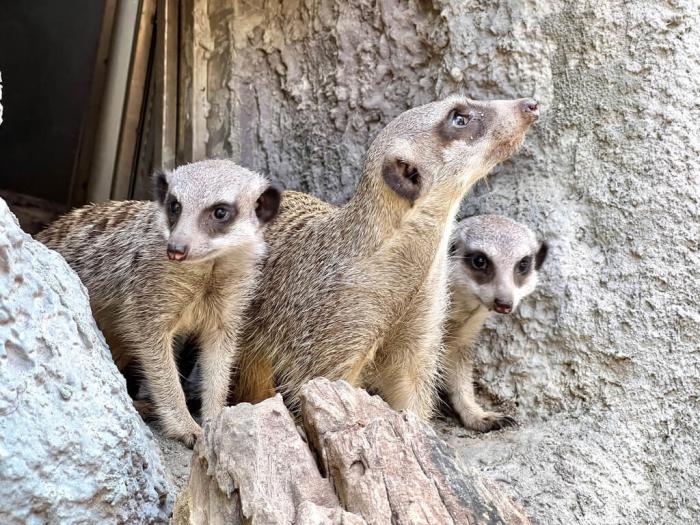高雄壽山動物園5月誕生2只狐獴寶寶，9月初由狐獴哥哥帶路，首次出洞，新生狐獴跟在哥哥身旁觀察新環(huán)境，萌樣吸睛。圖片來源：臺灣“中央社”(高雄市觀光局提供)。