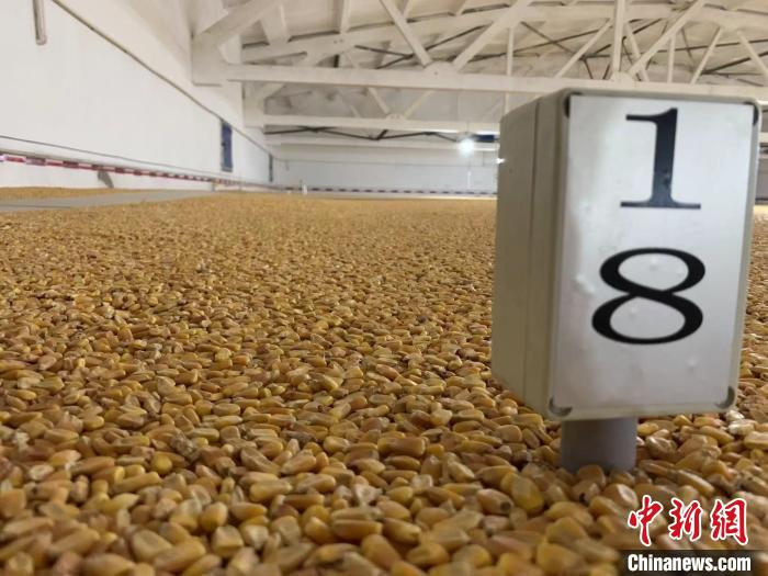 數(shù)千噸的小麥、玉米如同一塊塊被“切平”的巨型蛋糕“鑲嵌”在地面上。　王惠琳 攝