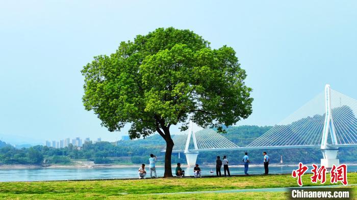 宜昌長江岸線顏值持續(xù)提升?！≈苄橇?攝