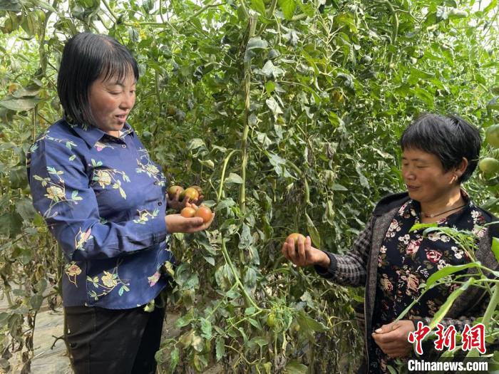 圖為在定西市符川春香農(nóng)副農(nóng)資合作社大棚里，定西市第五屆人大代表黨春香(左)和社員交流蔬果種植情況?！〈蘖?攝