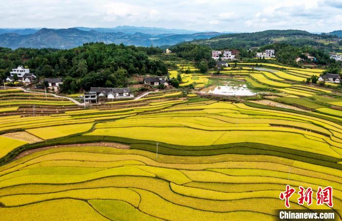 9月16日，航拍貴州省黔西市錦星鎮(zhèn)洪湖村稻田。