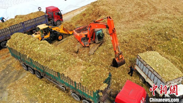 黃儲玉米秸稈飼草裝車。(無人機(jī)照片) 杜得天 攝