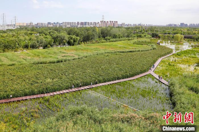 圖為永定河休閑森林公園內(nèi)的濕地?！”本┦袌@林綠化局供圖