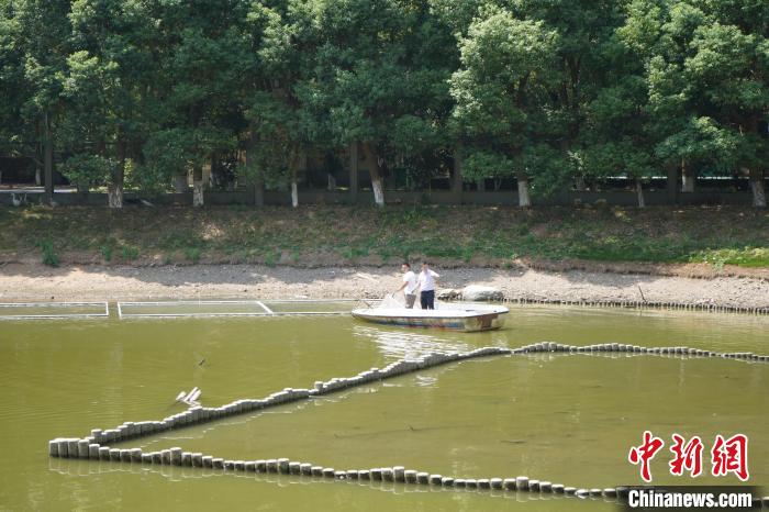 迎接越冬候鳥江西鄱陽湖保護區(qū)多舉措科學抗旱護鳥