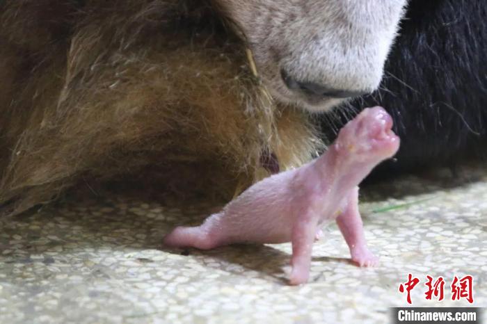 秦嶺大熊貓“安安”誕下幼仔?！∏貛X大熊貓研究中心供圖