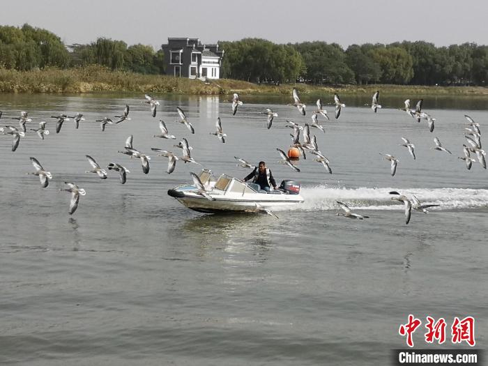 鴻雁貼著湖面飛行?！∩虼毫?攝