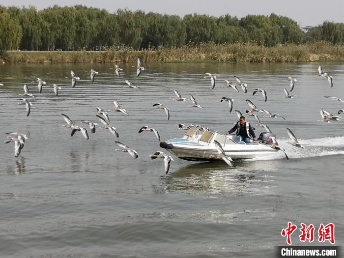 鴻雁貼著湖面飛行?！∩虼毫?攝