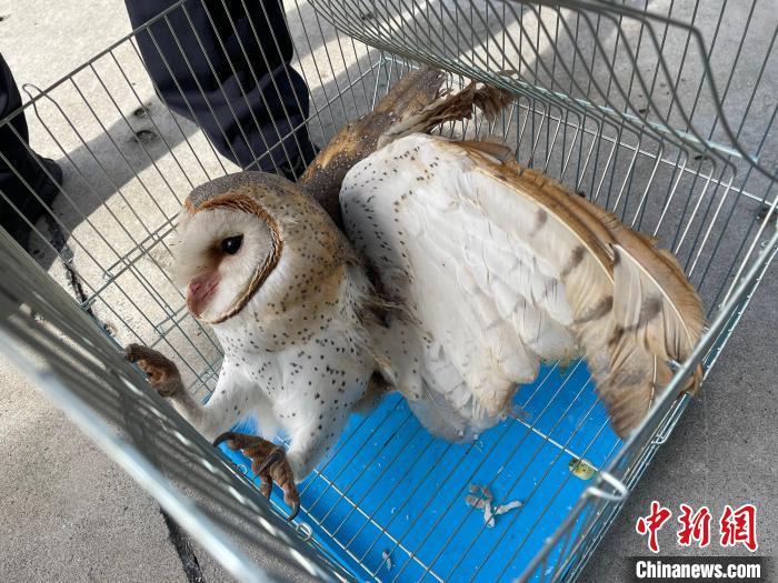 圖為受到救助的猴面鷹。　德宏邊境管理支隊供圖