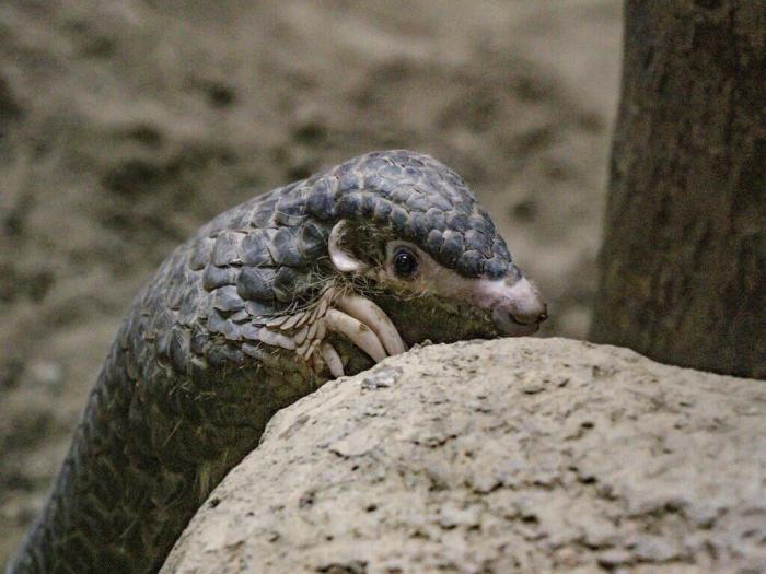 因救傷入住臺北市立動物園的穿山甲NaNa，近期在保育員幫助下克服焦慮，成功出現(xiàn)在游客面前，且喜歡爬高及玩水。圖片來源：臺灣“中央社”(臺北市動物園提供)