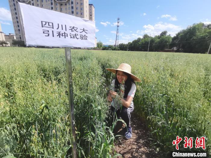川農(nóng)大進行引種試驗?！∷拇ㄞr(nóng)業(yè)大學供圖