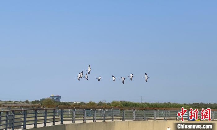 黃河入?？凇吧鷳B(tài)+旅游”模式助力黃河國家文化公園建設