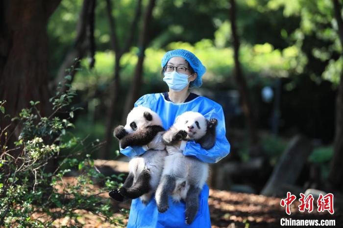 飼養(yǎng)員抱著大熊貓寶寶?！〕啥即笮茇埛庇芯炕毓﹫D