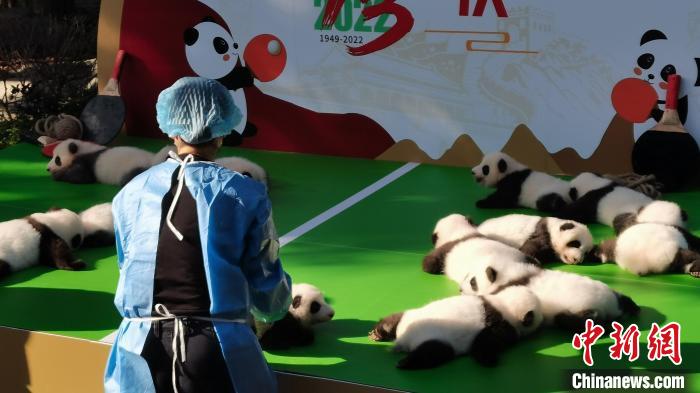 飼養(yǎng)員正在放置大熊貓寶寶?！⊥趵?攝