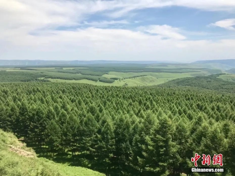 資料圖：塞罕壩林場。圖片來源：視覺中國
