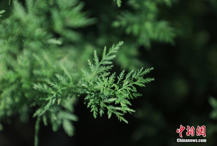 圖為9月7日，酉陽(yáng)縣青蒿新品種培育基地里，大片青蒿蓬勃生長(zhǎng)。 <a target='_blank' href='/'>中新社</a>記者 周毅 攝