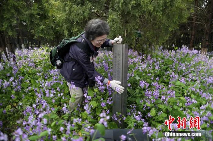 2017年，日本悼念南京大屠殺遇難者植樹訪華團來到南京，在和平公園內(nèi)修剪他們所植下的樹木，以此來表達(dá)他們祈愿和平的心聲。泱波 攝
