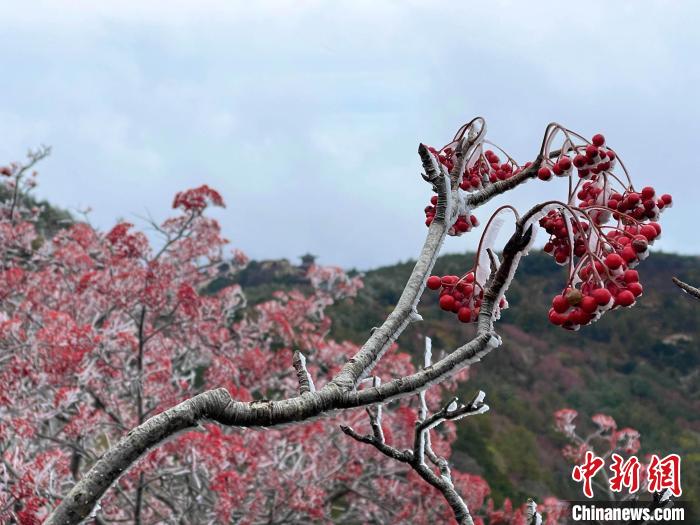 10月4日，泰山之巔現(xiàn)霧凇奇觀，冰雕玉砌、晶瑩閃爍的霧凇綴滿枝頭，一樹樹、一叢叢，甚是好看?！±捉?攝