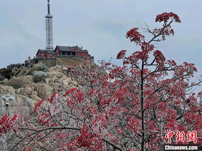 10月4日，泰山之巔現(xiàn)霧凇奇觀，冰雕玉砌、晶瑩閃爍的霧凇綴滿枝頭，一樹樹、一叢叢，甚是好看?！±捉?攝