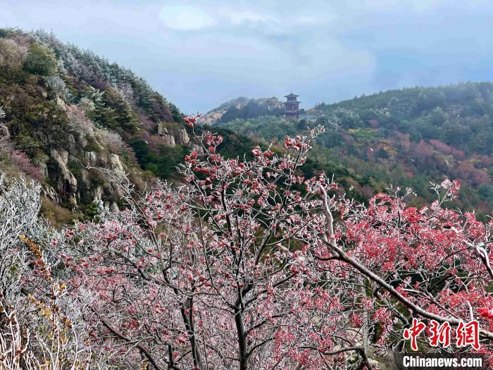10月4日，泰山之巔現(xiàn)霧凇奇觀，冰雕玉砌、晶瑩閃爍的霧凇綴滿枝頭，一樹樹、一叢叢，甚是好看?！±捉?攝