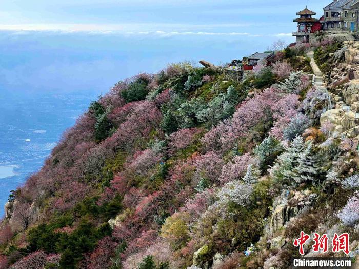 10月4日，泰山之巔現(xiàn)霧凇奇觀，冰雕玉砌、晶瑩閃爍的霧凇綴滿枝頭，一樹樹、一叢叢，甚是好看?！±捉?攝