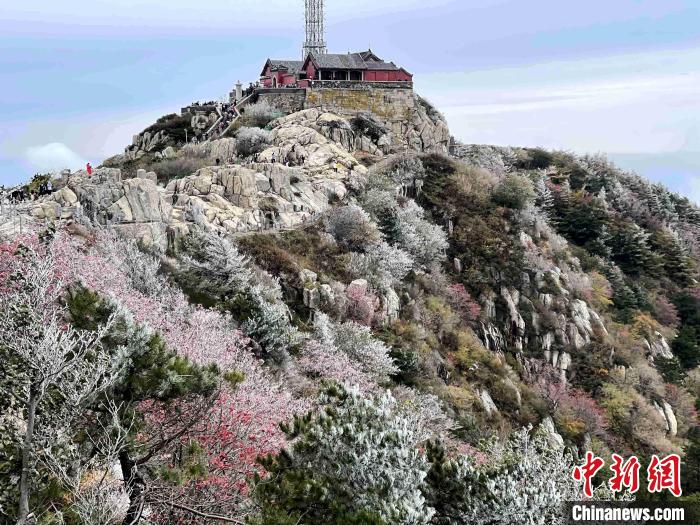 10月4日，泰山之巔現(xiàn)霧凇奇觀，冰雕玉砌、晶瑩閃爍的霧凇綴滿枝頭，一樹樹、一叢叢，甚是好看。　雷杰 攝