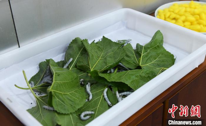 圖為現(xiàn)場展示的蠶?！≈芤?攝