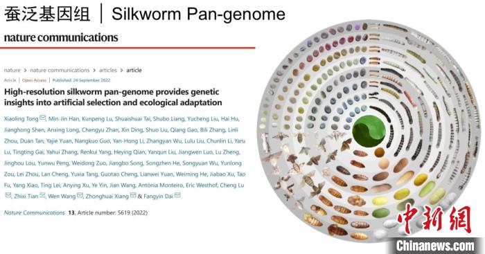 圖為家蠶生命周期各階段豐富的表型多樣性?！〖倚Q基因組生物學(xué)國家重點實驗室供圖