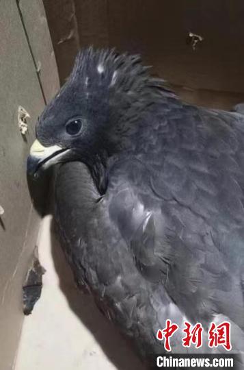 圖為被救助的鳳頭蜂鷹。　青海湖國家級自然保護區(qū)管理局供圖