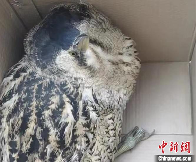 圖為被救助的大麻鳽?！∏嗪：壹壸匀槐Ｗo區(qū)管理局供圖