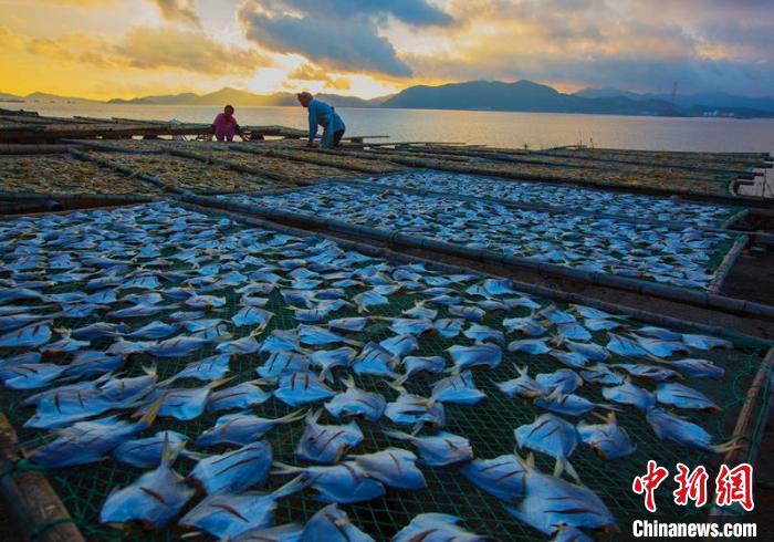 曬制的鯧魚鲞。　謝定會 攝