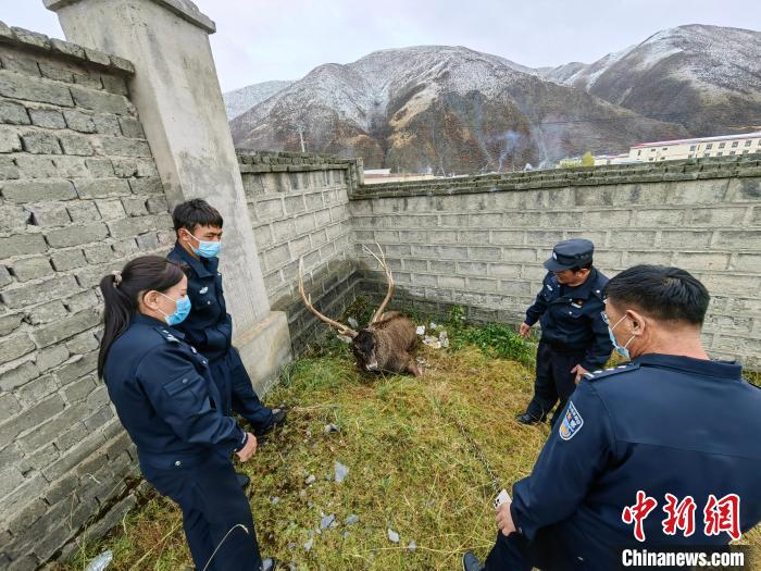 圖為民警查看白唇鹿傷勢(shì)。　稱(chēng)多縣公安局森林警察大隊(duì)供圖