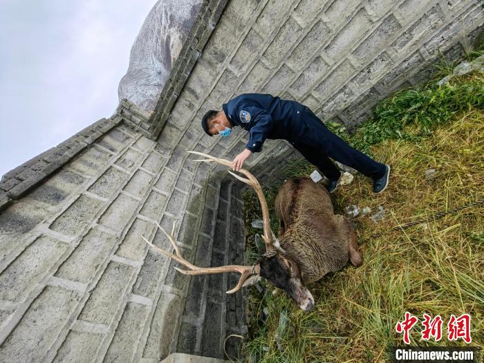 圖為民警查看白唇鹿傷勢(shì)?！》Q(chēng)多縣公安局森林警察大隊(duì)供圖