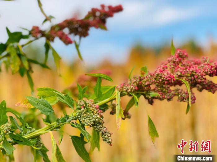 柴達木盆地藜麥病蟲防害標準發(fā)布實施