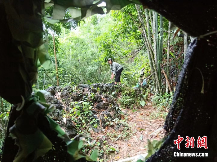 弄崗村村民在鳥坑喂鳥。農(nóng)林 攝
