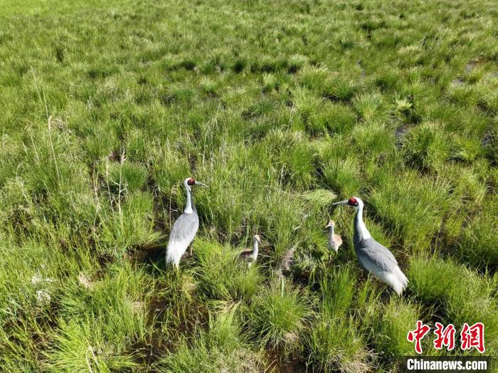 圖為如今的渾善達克沙地腹地?！㈤L永 攝