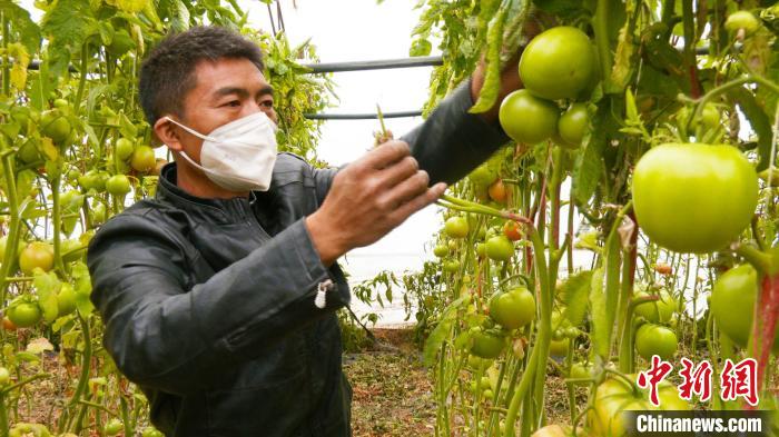 新疆昌吉市二六工鎮(zhèn)大棚蔬菜種植戶張飛正在查看大棚內(nèi)的西紅柿長(zhǎng)勢(shì)情況?！∫笱┚?攝