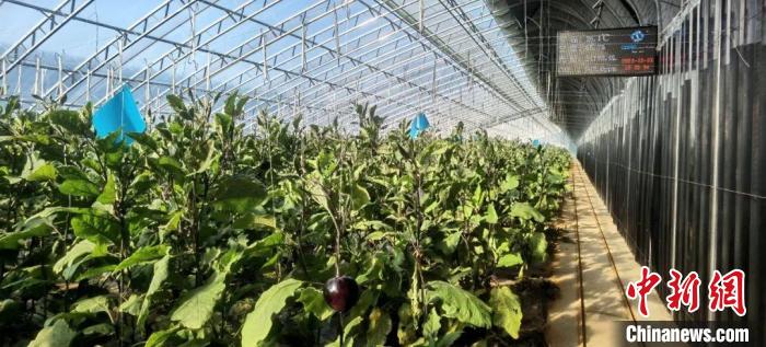 閆村的蔬菜大棚?！」鶗栽?攝